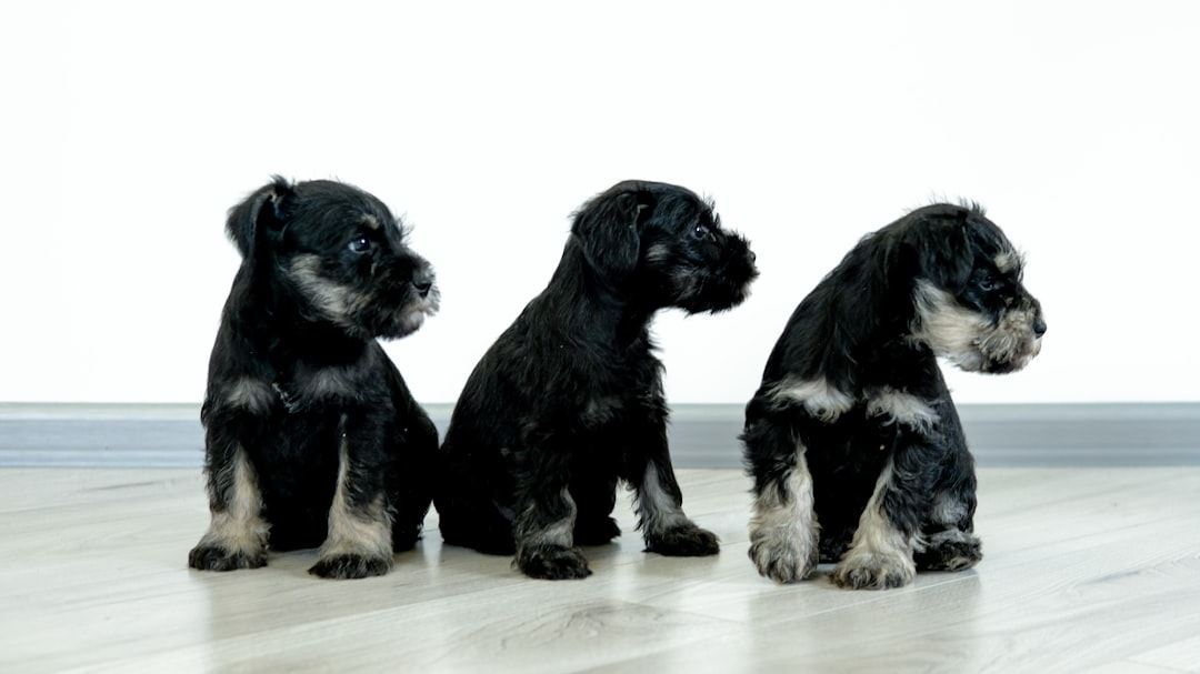 Comprehensive Guide to Life Insurance and Pet Insurance: Protecting Your Loved Ones and Furry Friends