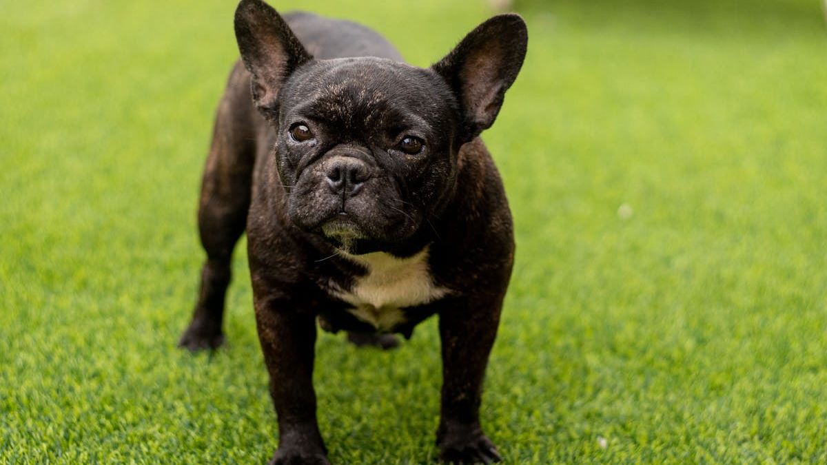 The Ultimate Guide to the Best Small Dogs for Senior Citizens in the United States
