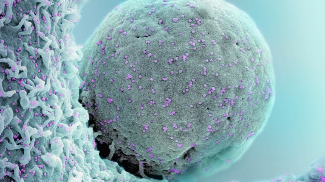 Revolutionizing Cancer Care: The Promise of Cell Therapy Cancer Therapy