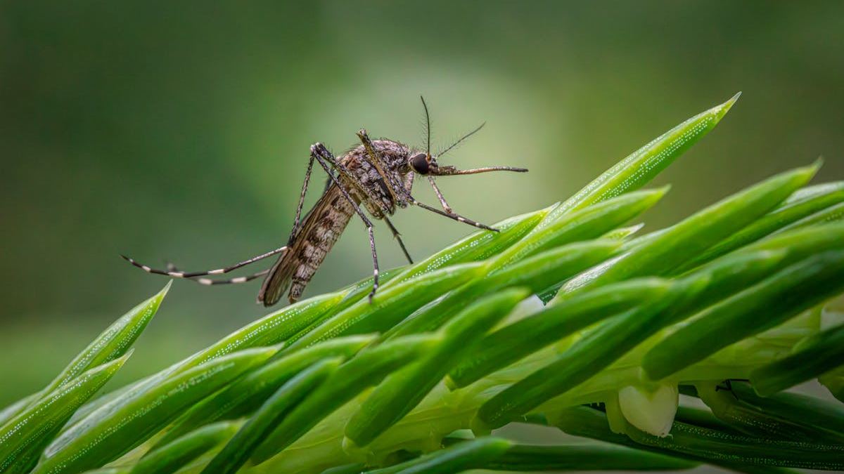 Harnessing nn10 Scents That Keep Mosquitoes Away: A Natural Approach to Outdoor Protection