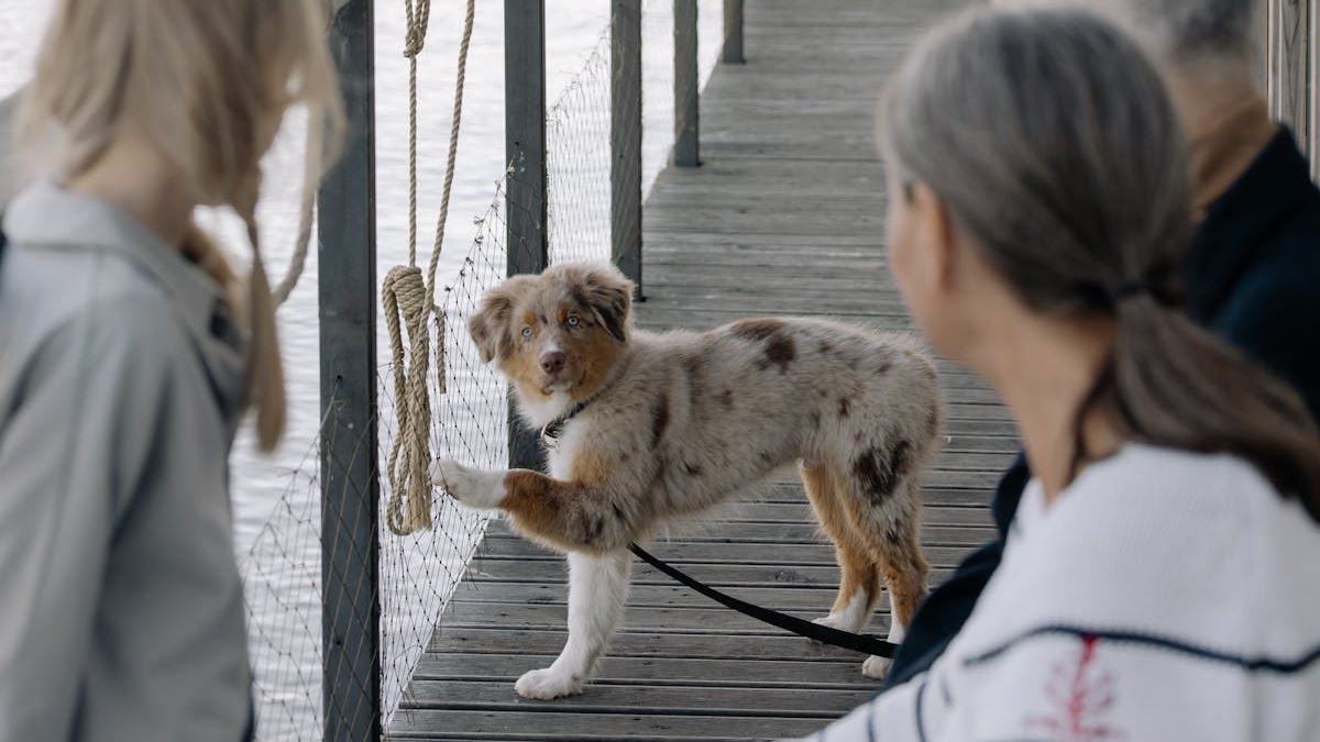 Caring for Small Dogs Seniors Over 60: A Comprehensive Guide to Enrich Their Golden Years