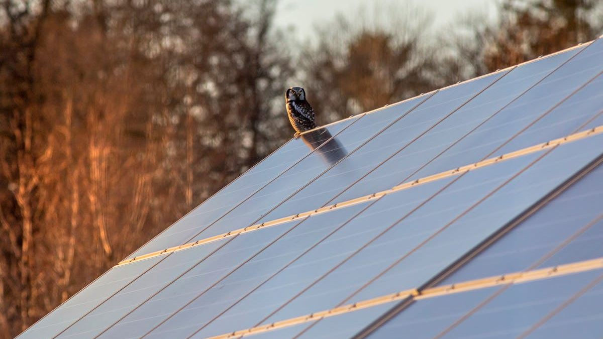 Choosing the Best Local Solar Panel Companies in the United States: A Comprehensive Guide