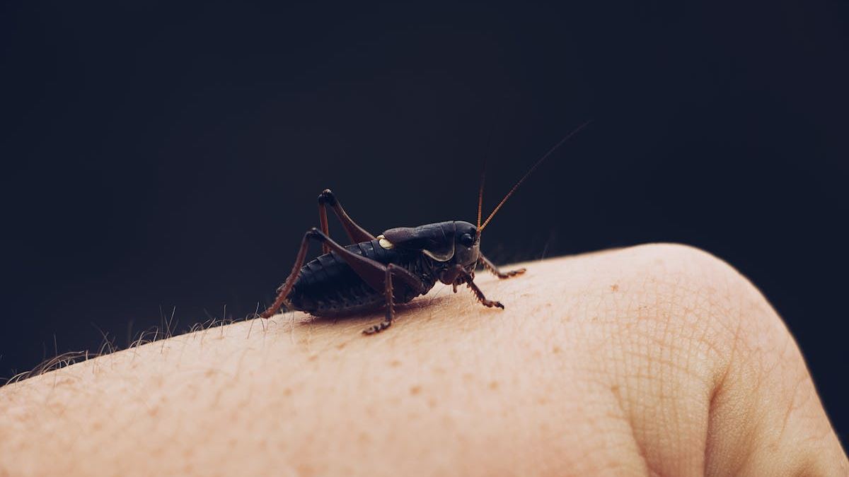 Understanding NN10 Skin Rash That Looks Like Bug Bites: Causes, Symptoms, and Treatments