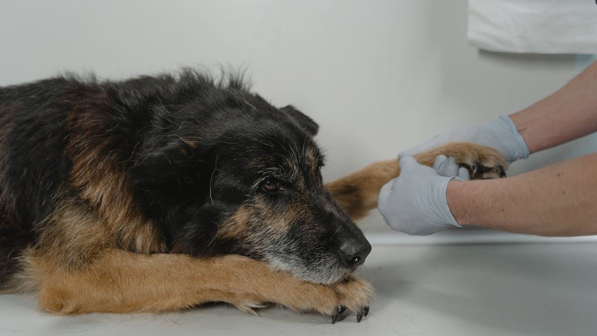Comprehensive Guide to Pets Pet Insurance: Protecting Your Furry Friends