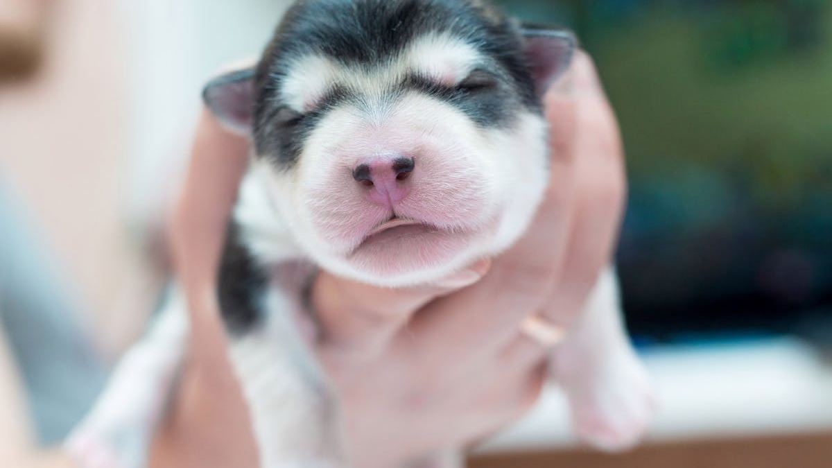 The Ultimate Guide to Small Dog Breeds in the United States: Choosing the Perfect Companion