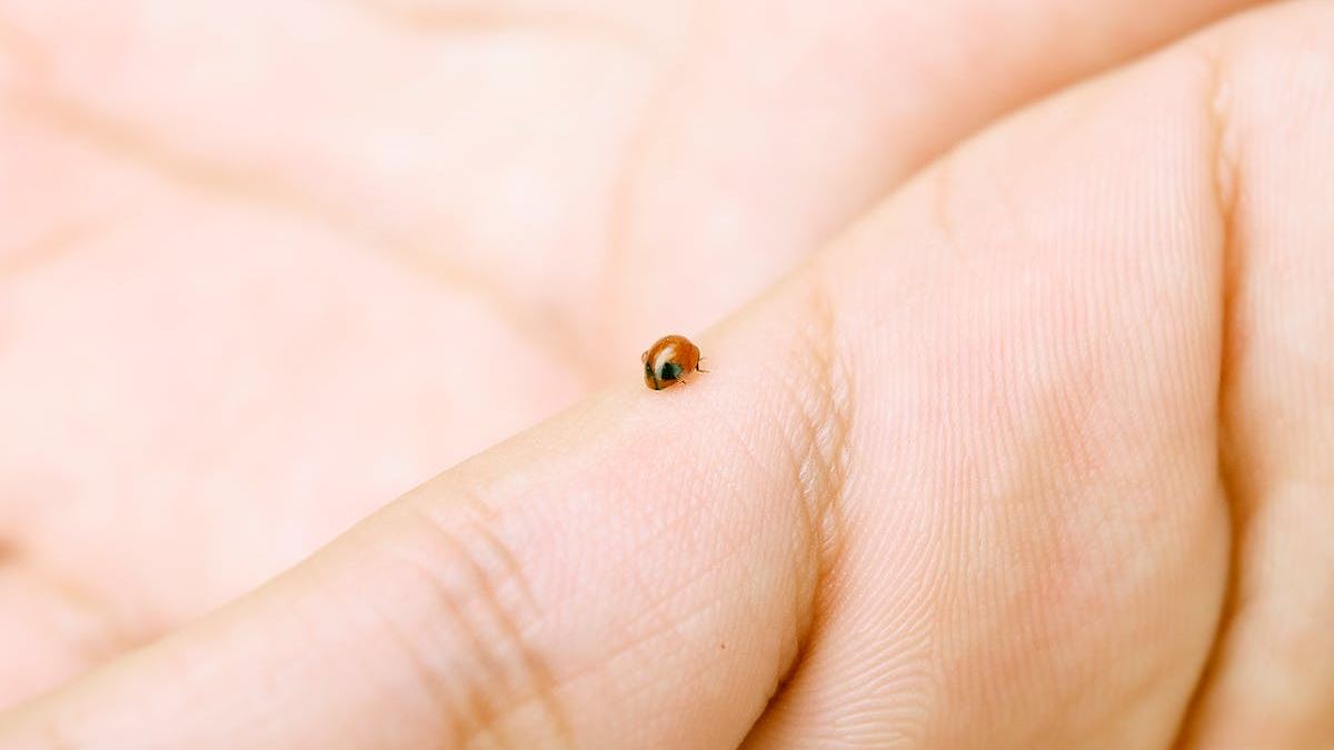 Understanding Red Itchy Spots on the Skin: A Comprehensive Guide with Pictures