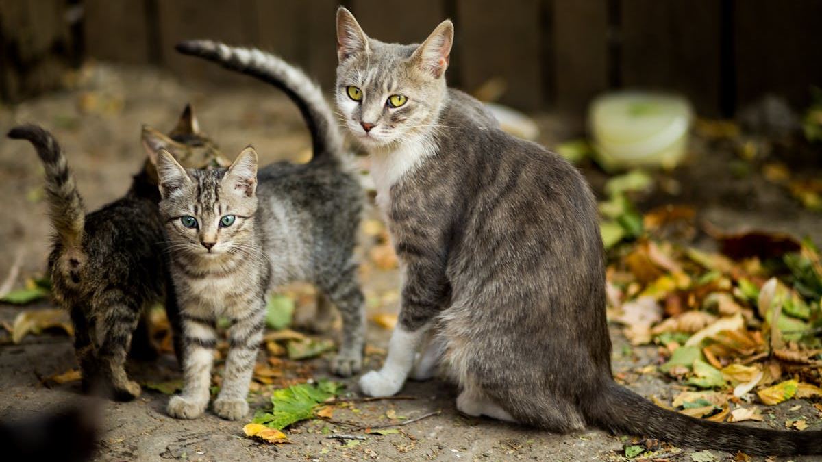 Tips to Save Money on Pet Sitting Without Losing Quality Care