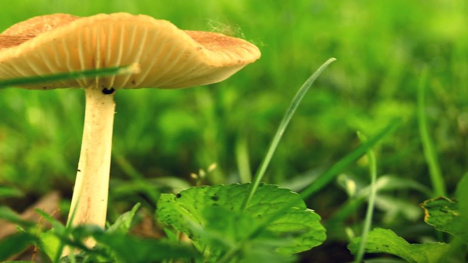 Comprehensive Guide to Fungal Rash Identifying Chart: Recognize and Respond