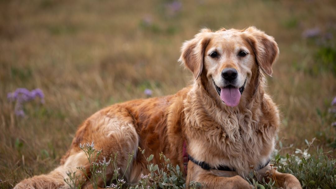 The Ultimate Guide to Finding the Best Pet Insurance for Senior Dogs in the United States