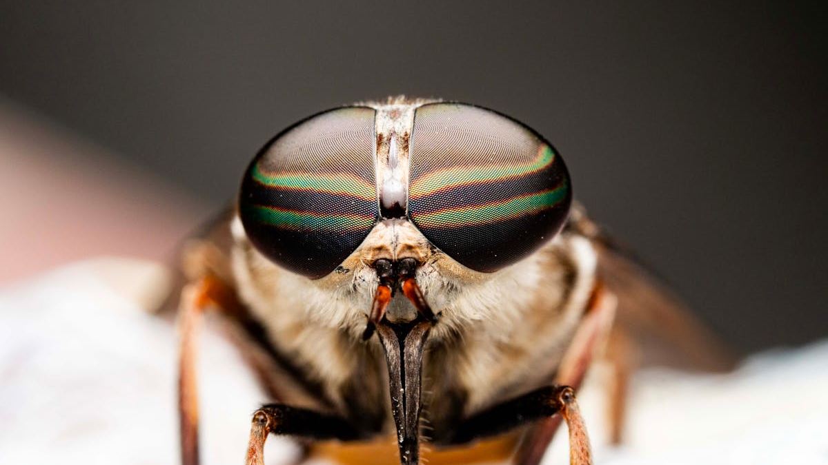 How to Identify Your Bug Bite: A Comprehensive Guide for Every American Homeowner