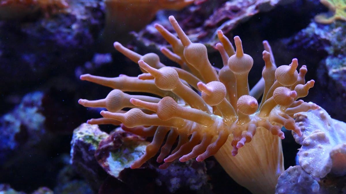 Discover the Top Diving Excursions in the United States: An Ultimate Guide for Dive Enthusiasts