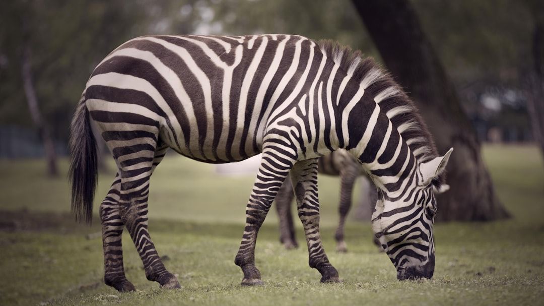 Understanding Zebra RV Policy Rates in the United States: A Comprehensive Guide