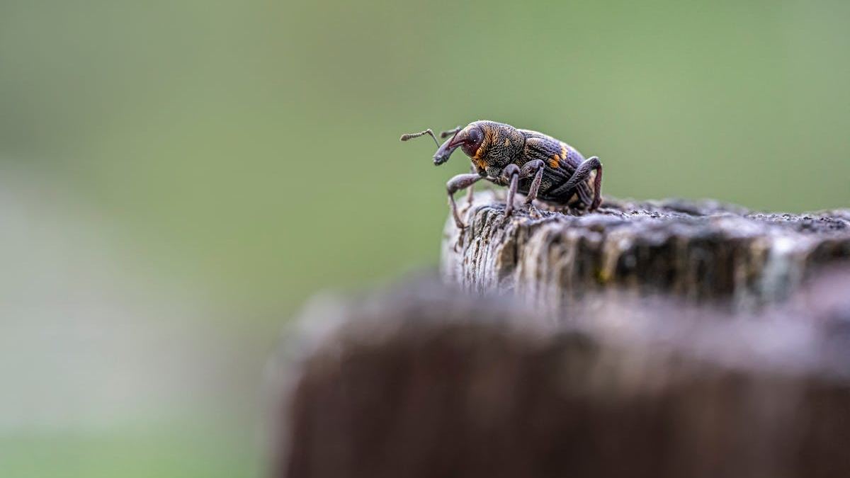 Top Pest Control Companies Near Me: An Expert's Guide to Choosing the Best in the United States