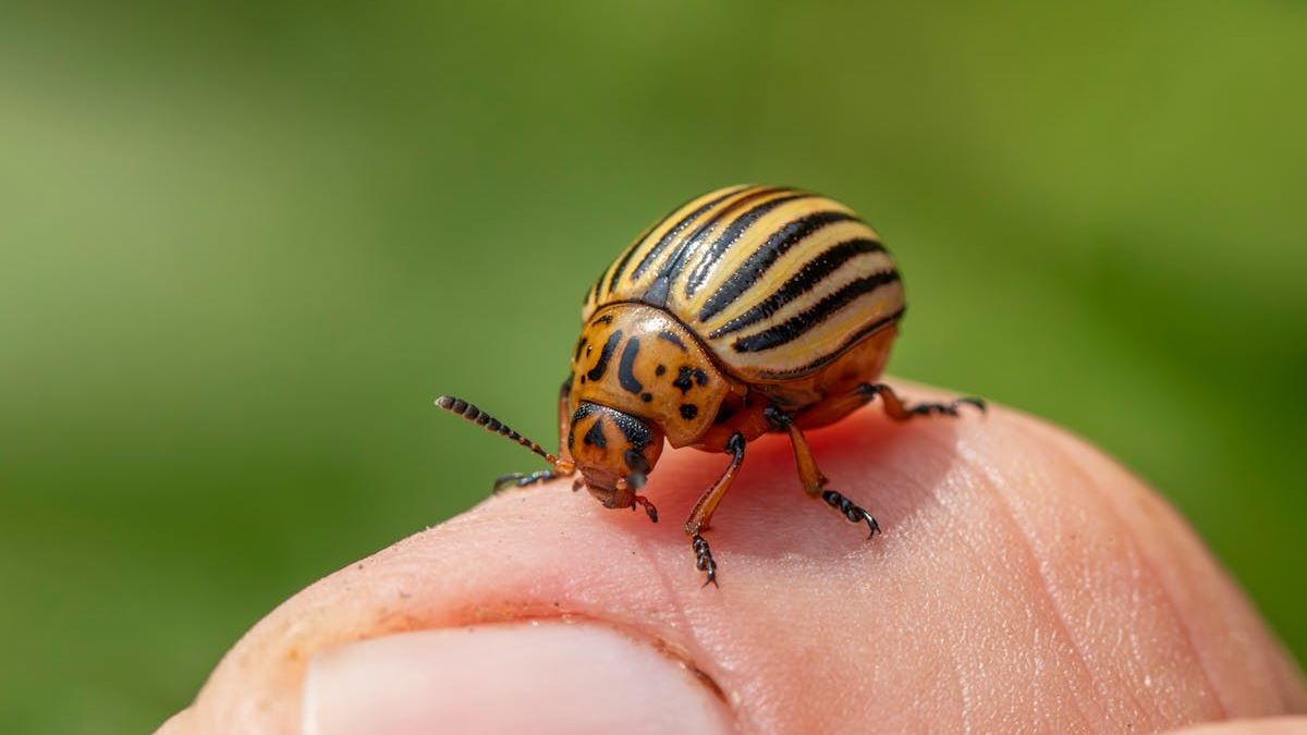 Finding Reliable Pest Control Near Me: Your Comprehensive Guide to Safe and Effective Pest Management
