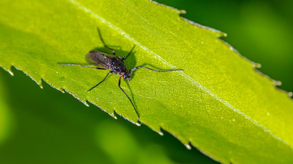 Natural Solutions: Discover the Best Plants That Keep Mosquitoes Away for a Bug-Free Backyard