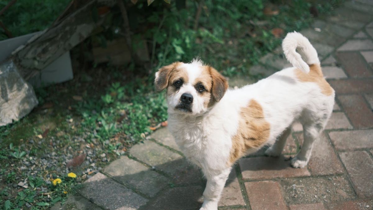 The Ultimate Guide to the Best Small Dogs for Seniors in the United States